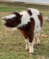 Around the farm