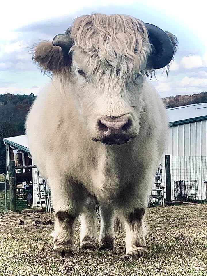 Farm animal