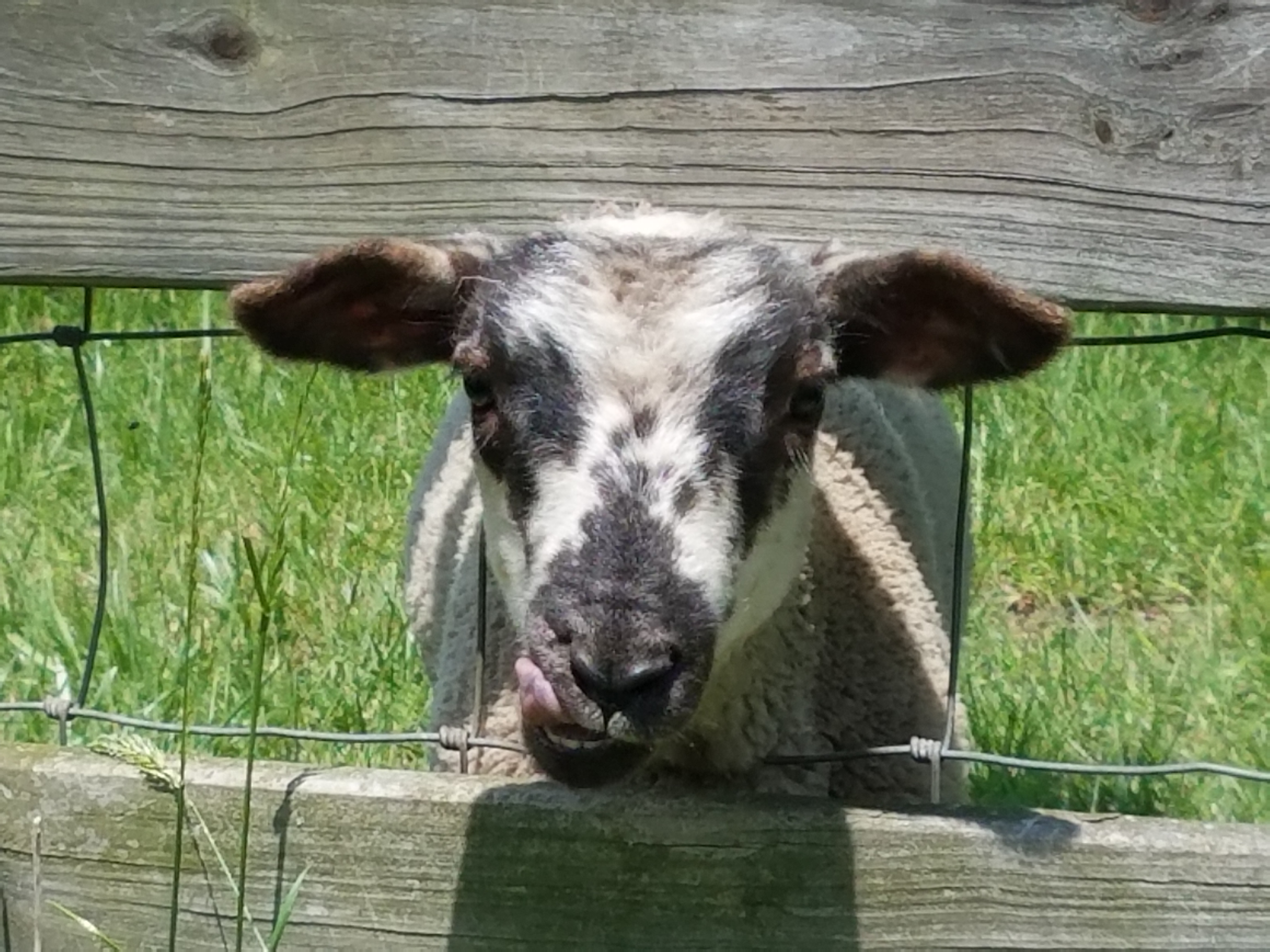 Farm animal