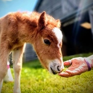Foal being fed by hand