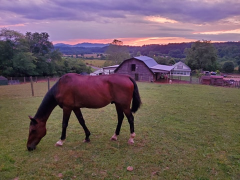 Horse grazing at sunset