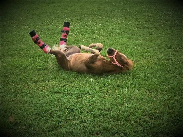 Raina horsing around