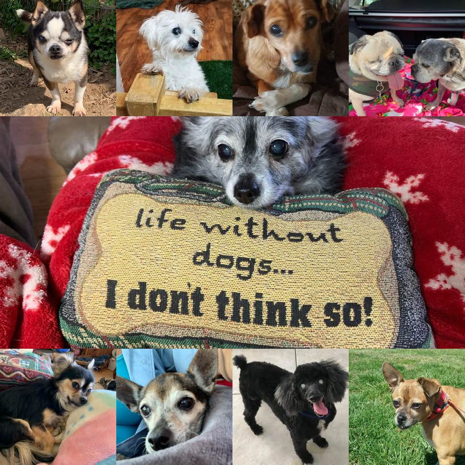 A senior dog resident