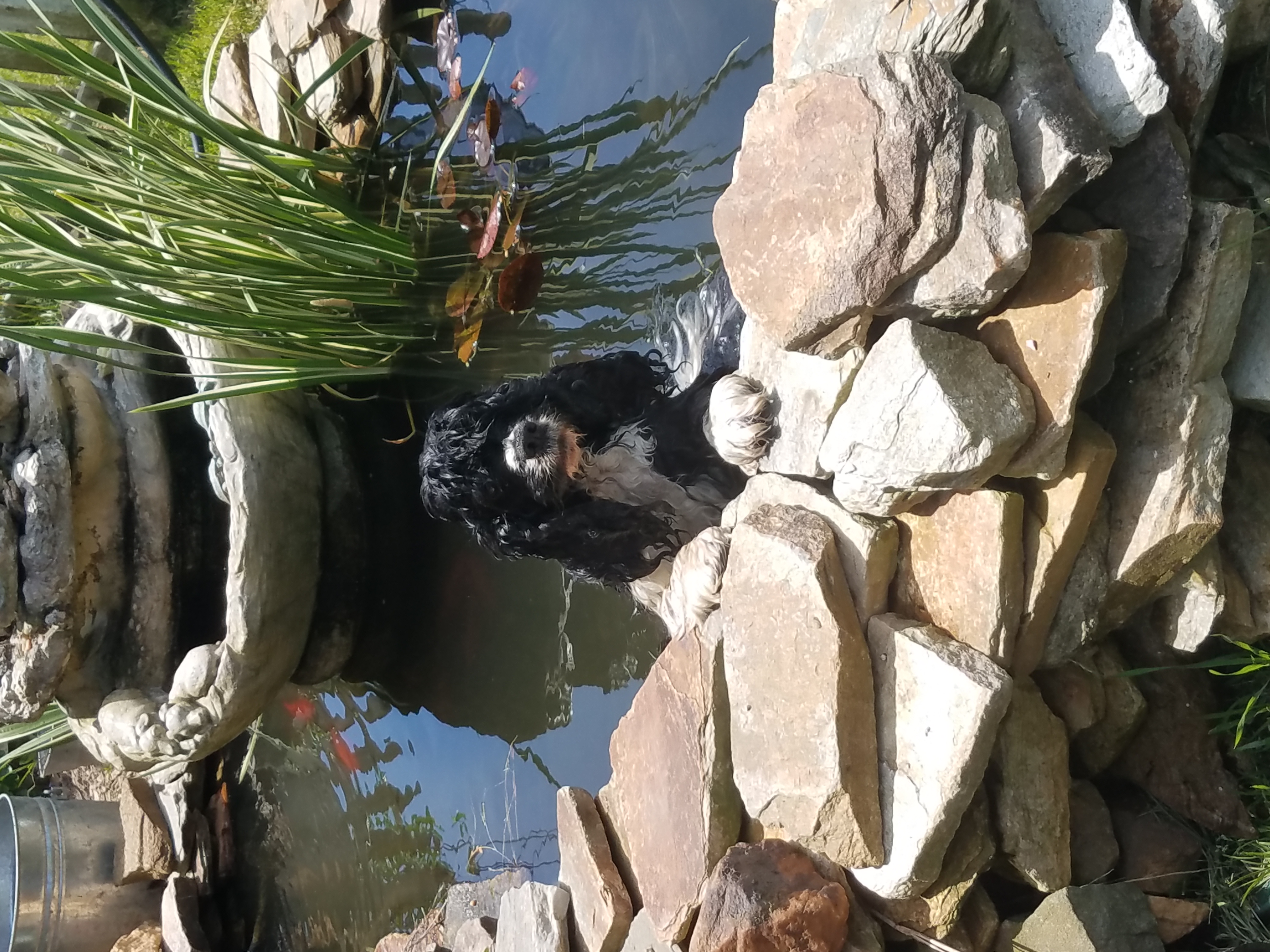 Senior dog resident