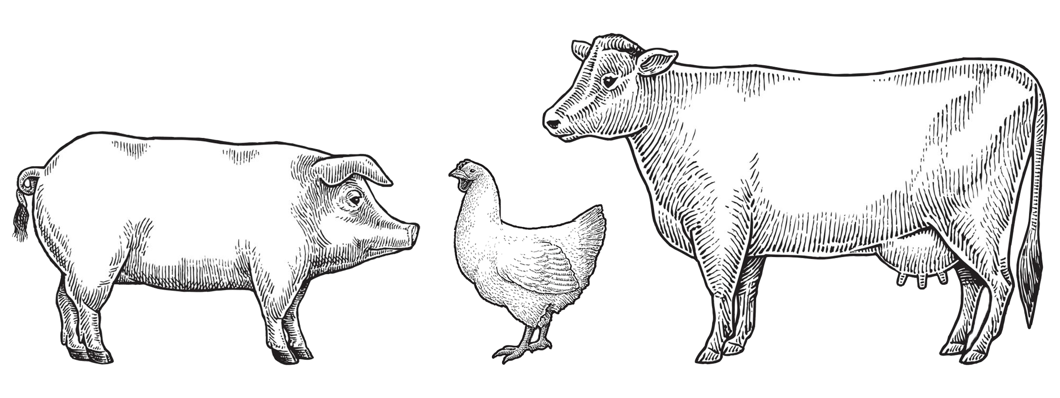 Farm animals illustration