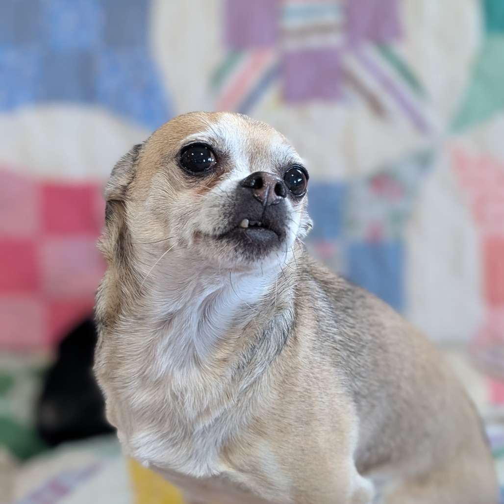 Senior chihuahua on a quilt