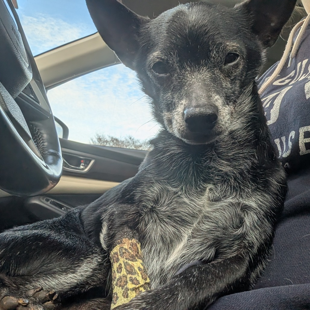 Senior dog riding in the car