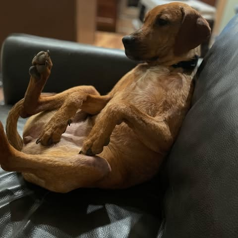 Dog relaxing on the couch